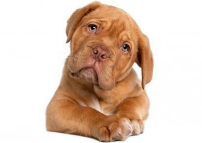 dog-dogue-de-bordeaux-puppy-410x290