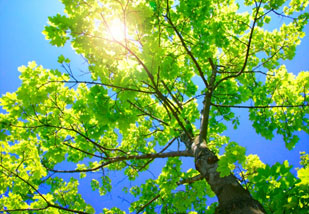sustainability_efforts